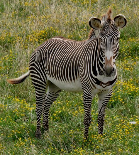 fact attack endangered species   grevys zebra curzon