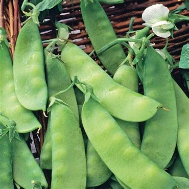 peas dwarf grey sugar  bfg supply