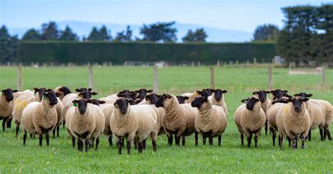 suffolk sheep suffolk sheep breed information history facts