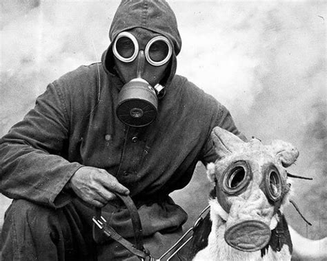 第一次世界大戦中、ガスマスクをしてた犬たちの写真をご覧ください！（15枚の写真） 夜ふかしのすすめ