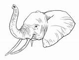 Trunk Drawing Elephant Simple Line Drawings Getdrawings sketch template