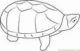 Turtle Musk Coloring Pages Coloringpages101 sketch template