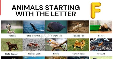 animals  start   list  animals beginning   esl