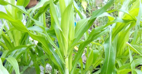 Belajar Bertanam Tanaman Cara Tegakkan Pokok Jagung