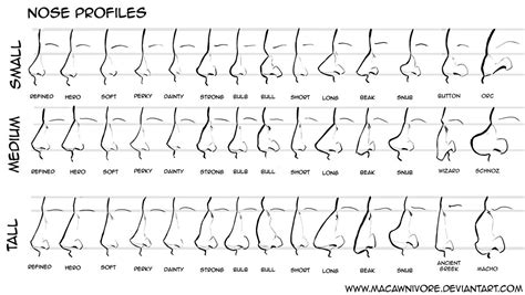 nose chart reference  macawnivore  deviantart