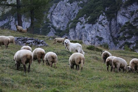 gemaess agridea studie funktioniert herdenschutz mit hunden gut