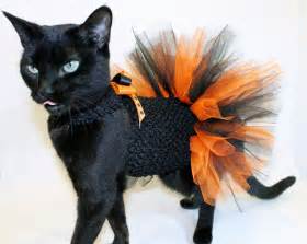 Image result for cats dressed up as pumpkin