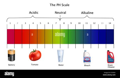 diagram   ph scale  examples  acidic neutral  alkaline substances stock photo alamy