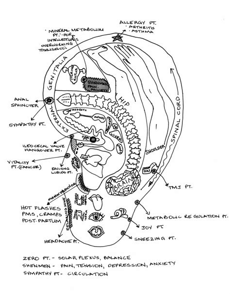 Ear Reflexology Map My Sketch Of Ear Reflexology Points  Flickr