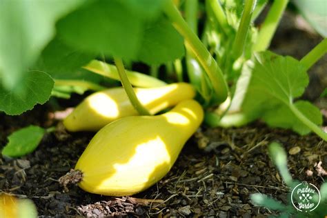 summer squash growing guide