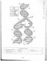 Dna Replication Worksheet Worksheets Coloring Drawing Answer Biology Key Model Color Answers Molecule Structure Template Pages Printable Getdrawings Drawings Ladder sketch template