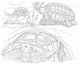 Tortoise sketch template