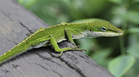 competition  related species  lizards  drive evolution  fast