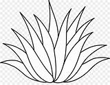 Aloe Vera Agave Buaya Lidah Plantas Tanaman Plante Getdrawings Animasi Mantul Clipartmag sketch template