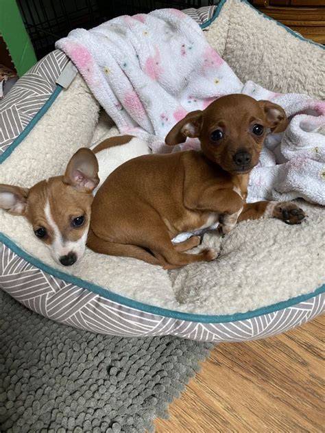 chiweenie puppies chiweenie puppies chiweenie chiweenie dogs