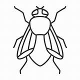 Housefly Musca Pest Insect Domestica Iconfinder sketch template