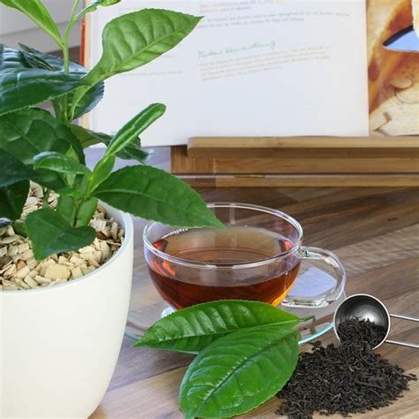 buy grow   tea camellia sinensis var sinensis camellia