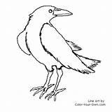 Raven Coloring Color Pages Line Bird Kids Index Own sketch template