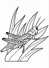 Insects Coloring Pages sketch template