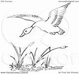 Flying Duck Pond Clipart Cattails Cartoon Coloring Outlined Over Vector Picsburg God Child Pages Royalty Clipground sketch template