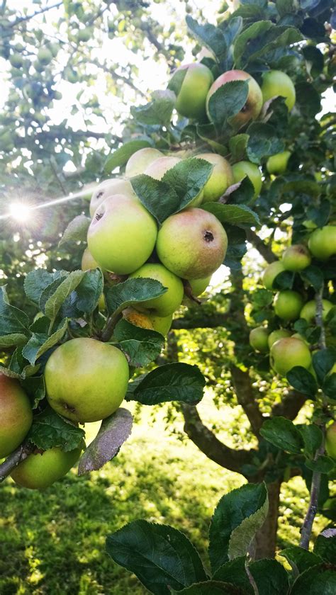 Come And Visit The Small Heritage English Apple Orchard It S Full Of