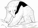 Coloring Tamandua Anteater Northern 582px 65kb Coloringpages101 sketch template
