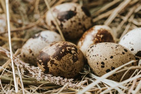 Quail Eggs And Why Theyre Perfect For Any Homesteader