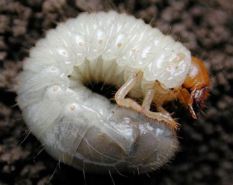 white grubs insects morphology