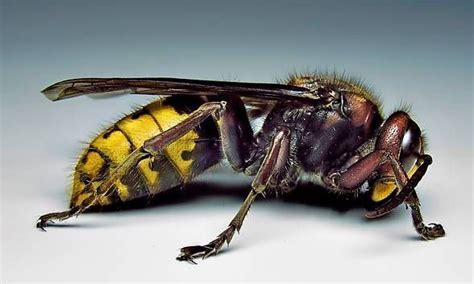 vespa luctuosa alchetron   social encyclopedia