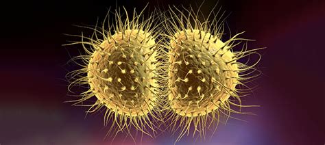 Untreatable Gonorrhea Hits Spotlight While Who Issues New Treatment