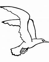 Gaviota Gaviotas Volando Seagull Aves Animales Albatross Wandering Ve sketch template
