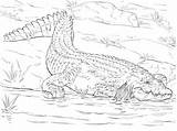 Crocodile Coloring Pages Realistic Nile Crocodiles Drawing Animal Printable Animals Alligator Kids Color Adults African Reptiles Parentune Worksheets Choose Board sketch template