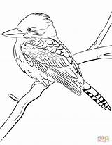 Kookaburra Coloring Laughing Australian Birds Animals Pages Printable Template Kids Sketch sketch template