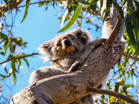 cute australian sleepy koala bear stock image image  wild baby