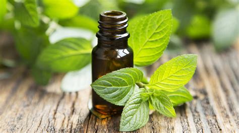 Top 10 Relaxing Essential Oil Combinations For Massage Eatlove Live
