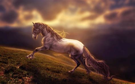 horse  desktop wallpaper horses horse art beautiful horses