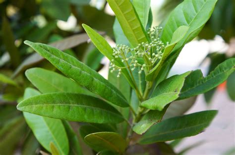 10 seeds pimenta dioica allspice seeds jamaican pepper spice ornamental