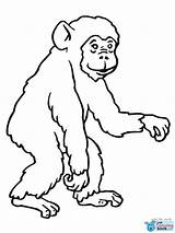 Chimpanzee Schimpansen Affen Scimmia Schimpanse Gorilla Scimmie Comic Bonobo Chimp Szympans Ausdrucken Stampare Kleurplaat Affe Malvorlage Monyet Kolorowanka Affenbaby Supercoloring sketch template