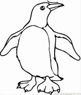 Coloring Pages Penguin Cartoon Penguins Kids Printable Color Cliparts Clipart Chinstrap Colour Getcolorings Print Clip Getdrawings Popular Crested Erect sketch template
