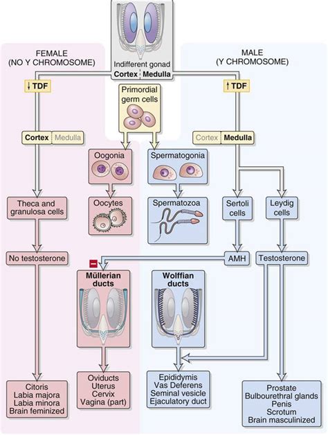 Endocrine And Paracrine Control Of Sexual Differentiation
