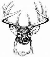 Deer Clip Head Clipart Buck Coloring Pages Drawing Whitetail Svg Stag Line Cliparts Drawings Vector Scene Heads Clipartix Silhouette Clipartcow sketch template