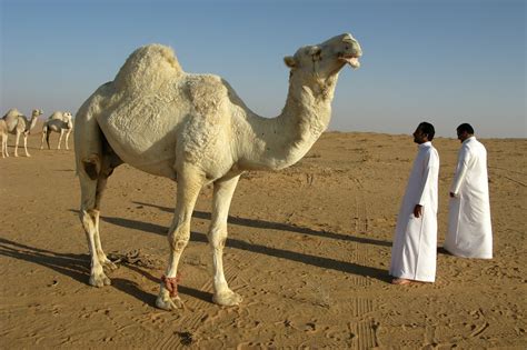 humped arabian camel survive cabot institute