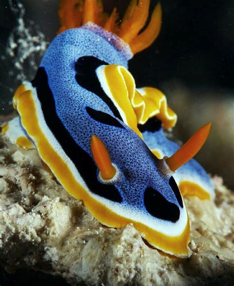 2208 Best Ocean Nudibranchs And Invertebrates Images On