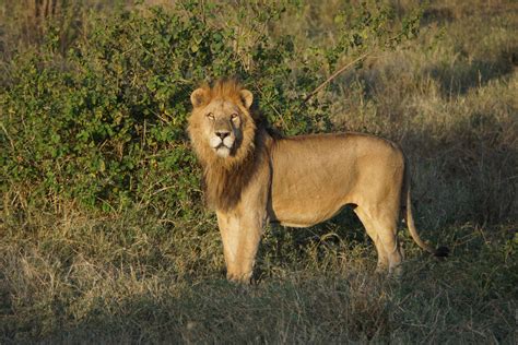 safari  serengeti stary lew  sniadanie  zyrafami