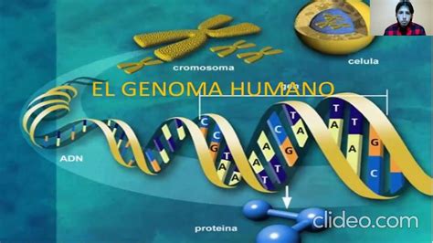 El Genoma Humano Youtube