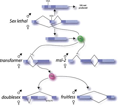 sex agility and the regulation of alternative splicing cell