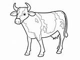 Coloring Cow Printable Kids Template Pages Clipart Drawing Color Cows Draw Outline Animal Sketch Clip Drawings Comments Do Sheet Line sketch template