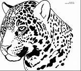 Jaguar Coloring Pages Jaguars Printable Cheetah Color Drawing Face Jacksonville Head Car Animal Kids Drawings Print Getdrawings Kelsey Headstudy Line sketch template