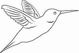 Hummingbird Coloring Outline Clip Simple Line Pages Template Templates Sweetclipart sketch template