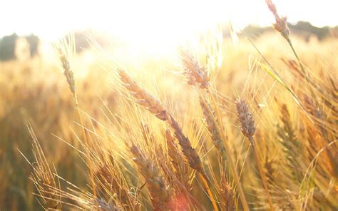 field wheatfield  photo  pixabay pixabay